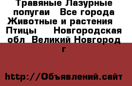 Травяные Лазурные попугаи - Все города Животные и растения » Птицы   . Новгородская обл.,Великий Новгород г.